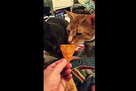 Image result for Cat Eating Doritos