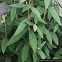 Image result for Viburnum rhytidophyllum