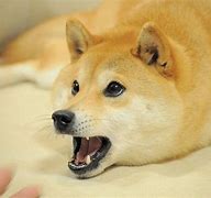 Image result for Kabosu Doge