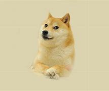 Image result for Shiba Dog Doge