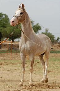 Image result for Marwari Foal
