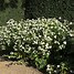 Image result for Aster ageratoides Starshine ®