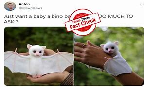 Image result for Picher of a Baby Albino Bat