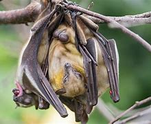 Image result for Fruit Bat Adult