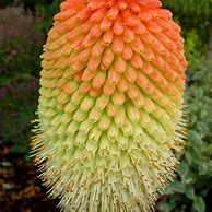 Image result for Kniphofia northiae