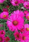 Image result for Aster novae-angliae Andenken an A. Pötschke