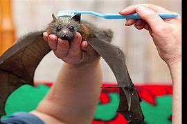 Image result for Brushie Bat