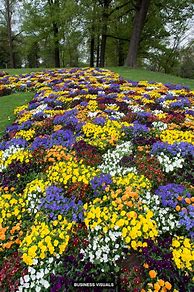 Image result for Ontario Local Flowers