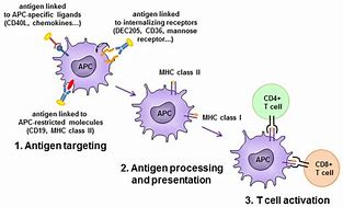Image result for Apc Antigen-Presenting Cell