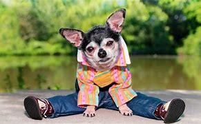 Image result for Funny Dogs Wearing Clothes