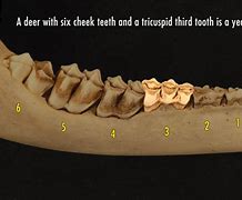 Image result for Yearling White-Tailed Deer Teeth