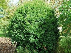 Image result for Taxus baccata Jalako Sunrise