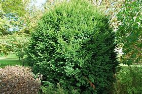Image result for Taxus baccata Litfass