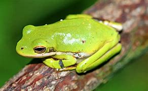 Image result for pets tree frogs care