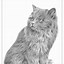 Image result for Cat Graphite Drawing Easy