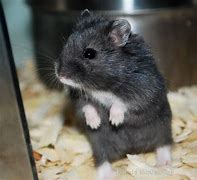 Image result for Black Dwarf Hamster