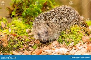 Image result for Hedgehog Natural Habitat