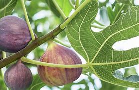 Image result for fig