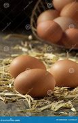 Image result for Organic Farm Eggs