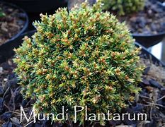 Image result for Picea abies Typner