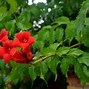 Image result for Vine with Red Flowers