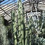 Image result for Cactus Desert Facts