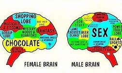 Image result for Male Brain vs Female Brain Meme