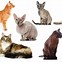 Image result for What Breed Cat Is That Meme