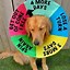 Image result for Dog Cone Meme