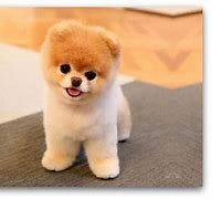 Image result for Cutest Dog in Da World