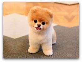 Image result for 10 Most Cutest Dogs