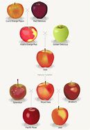 Image result for New Zealand Apple Variety