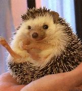 Image result for Cute Funny Hedgehog