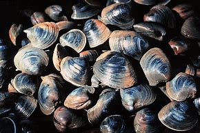 Image result for Quahog Hard Clam in the Wild