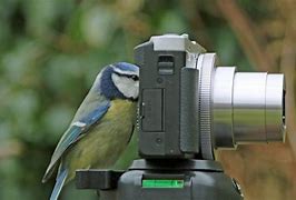 Image result for Bird with Vlogging Camera