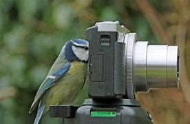 Image result for Best Wildlife Camera