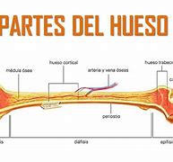 Image result for hueso