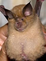 Image result for Horseshoe Bat Baby