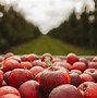 Image result for Pine Tree Apple Orchard