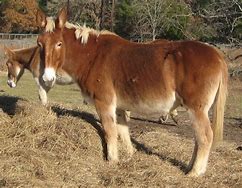 Image result for Quarter Horse Mule