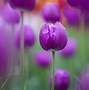 Image result for Purple Spring Flowers Wallpaper