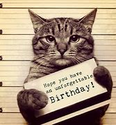 Image result for Birthday Cat Funny Cute Memes