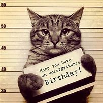 Image result for Happy Birthday Cat Funny LOL