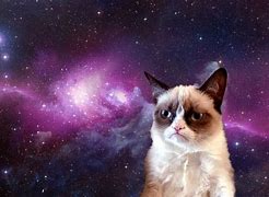 Image result for Like a Boss Cat Meme