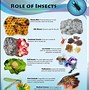 Image result for Complete Life Cycle of Insects