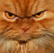 Image result for Angry Cat Eyebrows