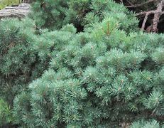 Image result for Pinus sylvestris Beuvronensis