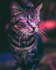 Image result for Trippy Cat Aesthetic