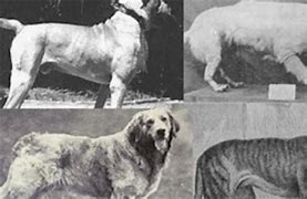 Image result for Biggest Extinct Dog in the World