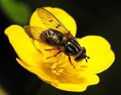 Image result for diptera